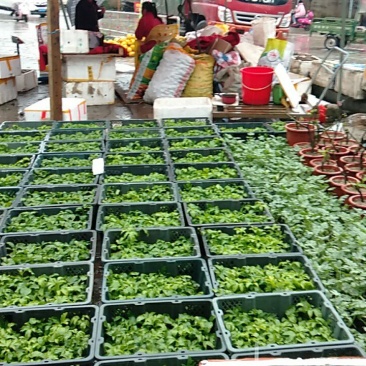 百香果苗台农一号，大量出苗，基地直发全国发货，量大从优