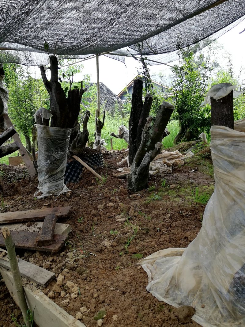 金弹子出售