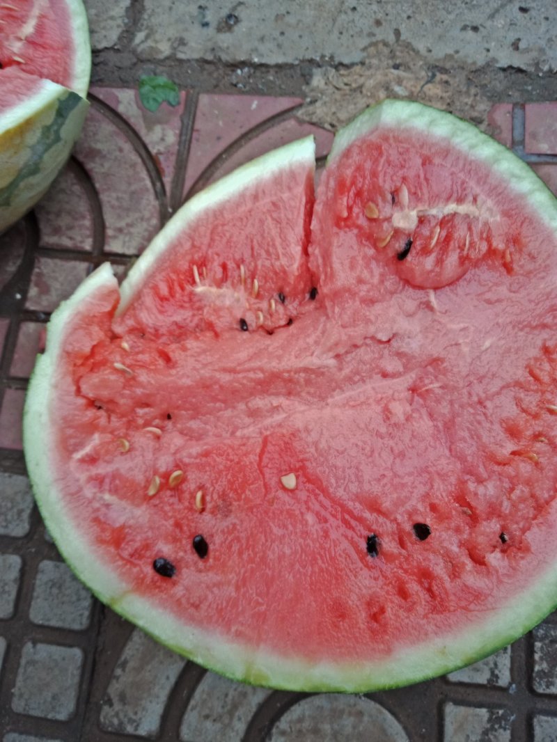 云南建水红土山地甜王，既将上市，欢迎广大客户前来定购