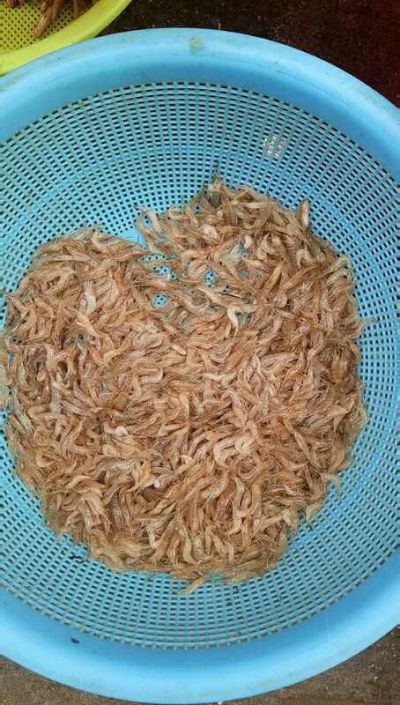 河虾。。小黄鱼