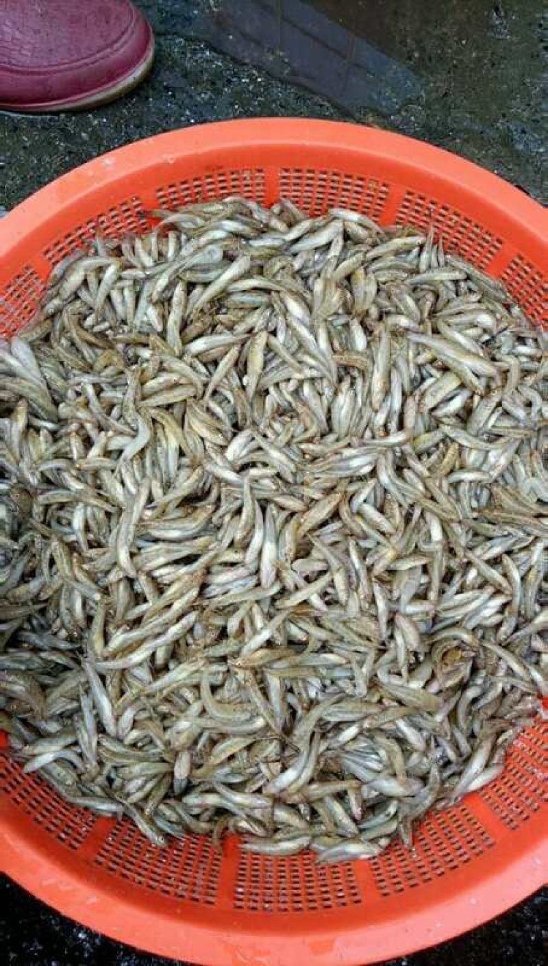 河虾。。小黄鱼