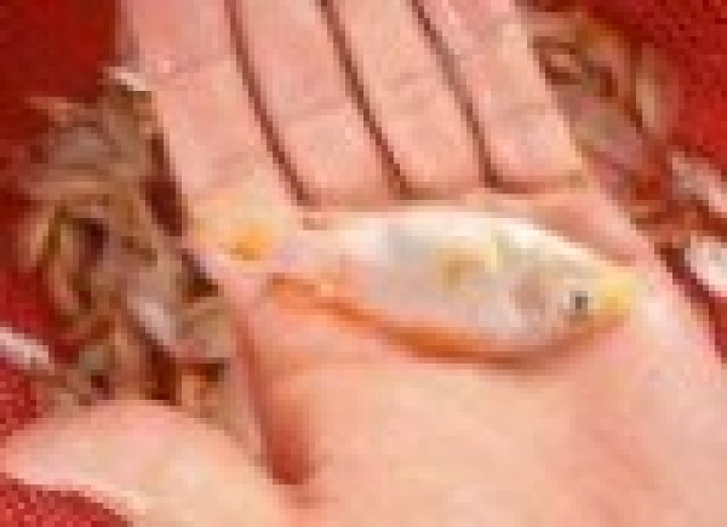 红罗非鱼苗彩红雕鱼苗生长快