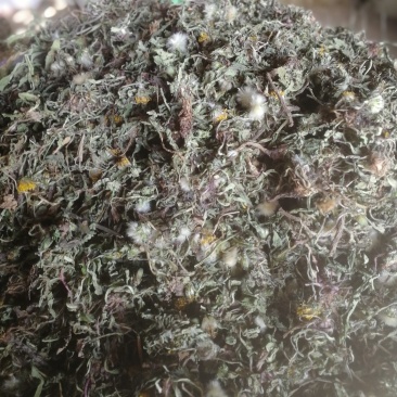 蒲公英种子
