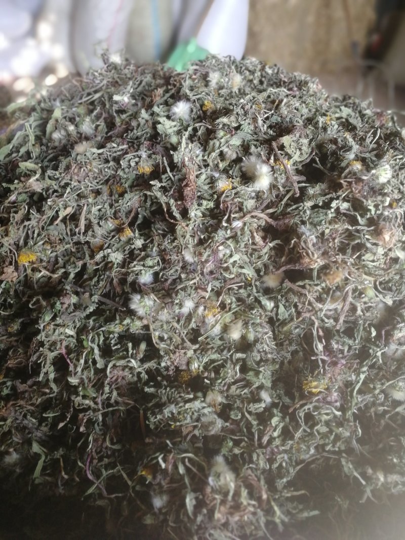 蒲公英种子