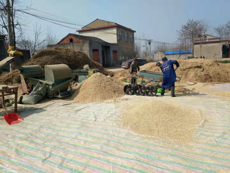 白茅根