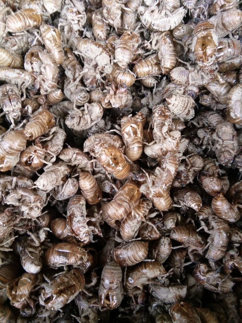 蝉蜕，新货，货干，一手货源