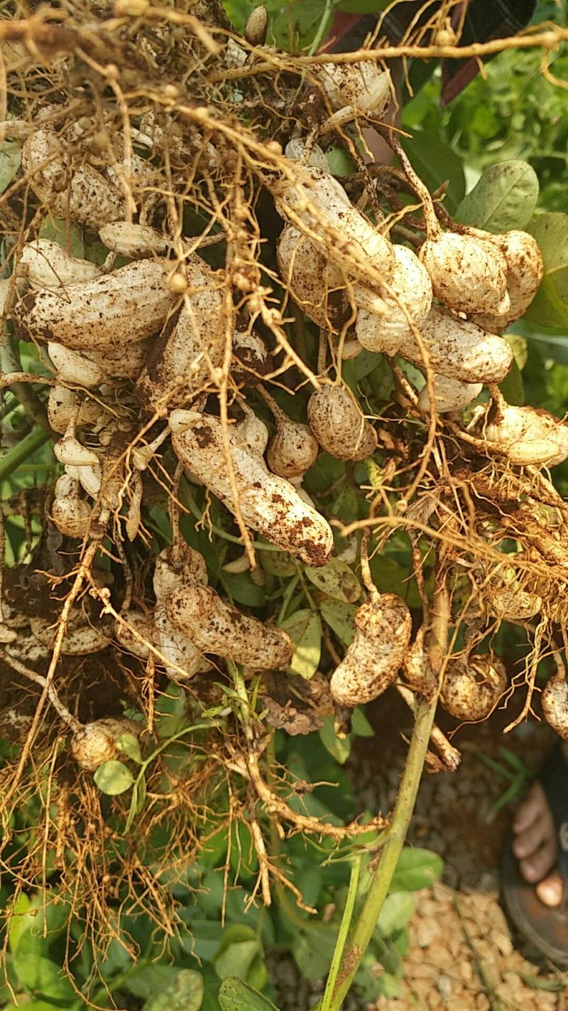 中国大陆最南端沙土精品红白米花生，全国代发诚意经营。