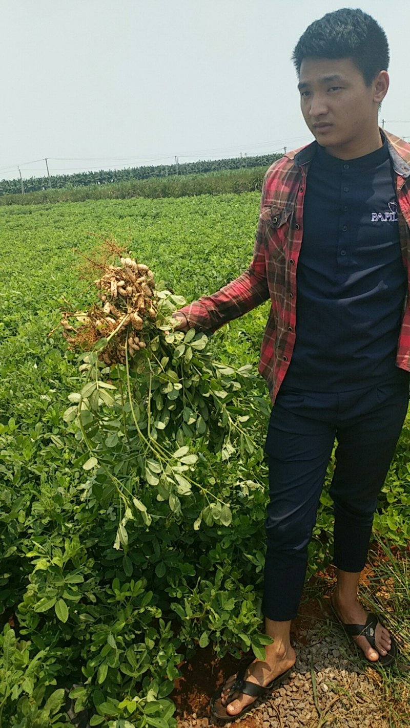 徐闻县精品红白米花生，全国代发诚意经营。