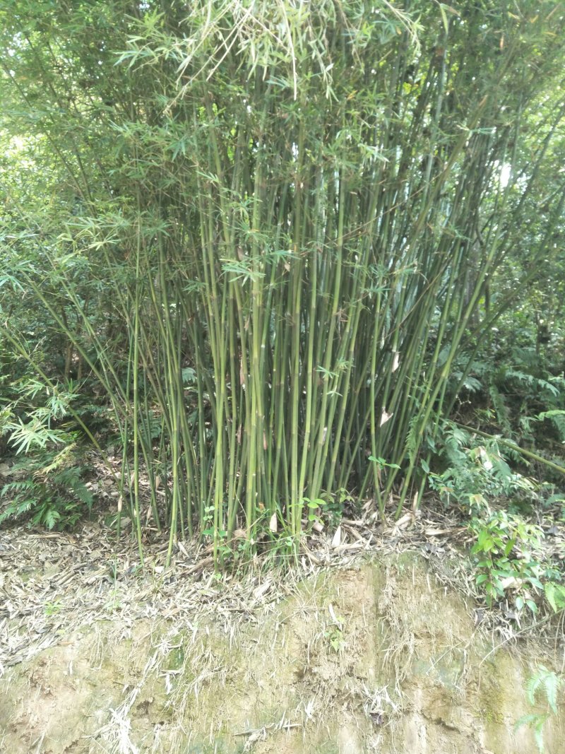 竹竿