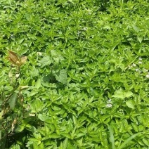 凉粉草