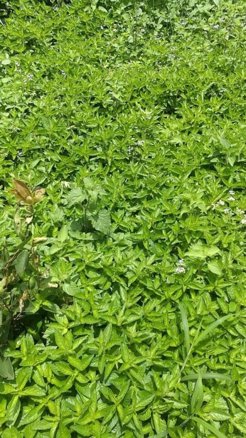凉粉草
