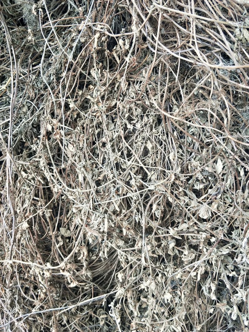 凉粉草