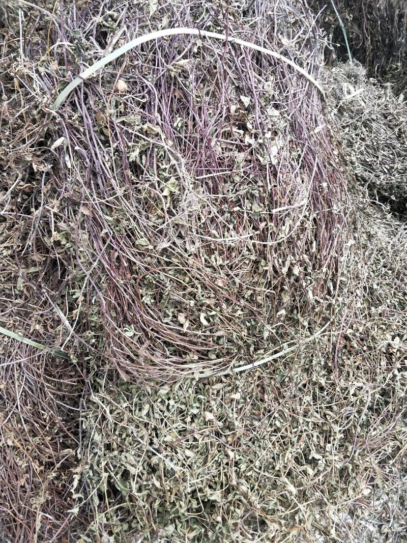 凉粉草