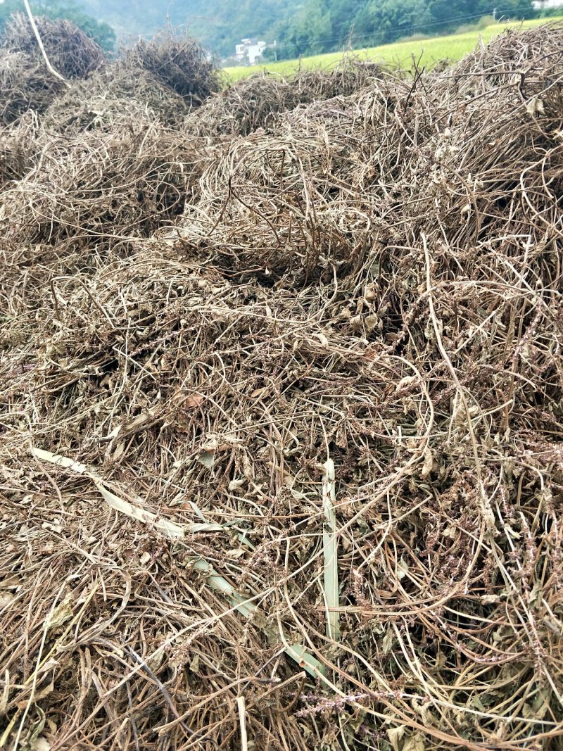 凉粉草