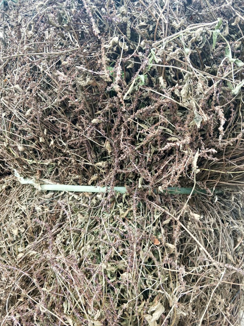 凉粉草