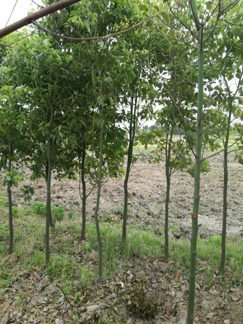 樟树苗