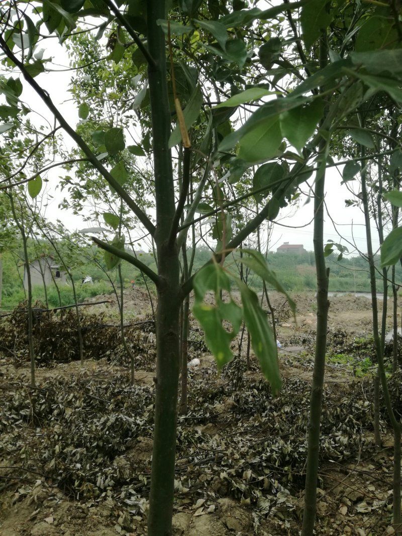 樟树苗