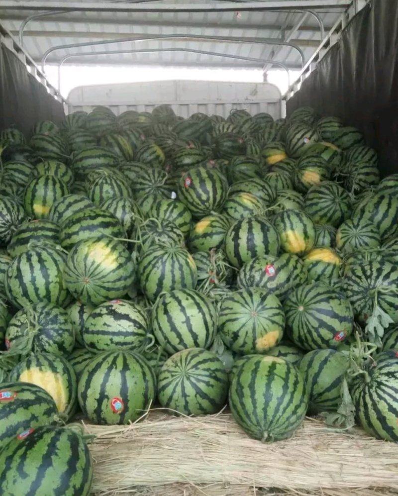 你有你的甜王西瓜销路我有大量的货源不如合作一把干就完了
