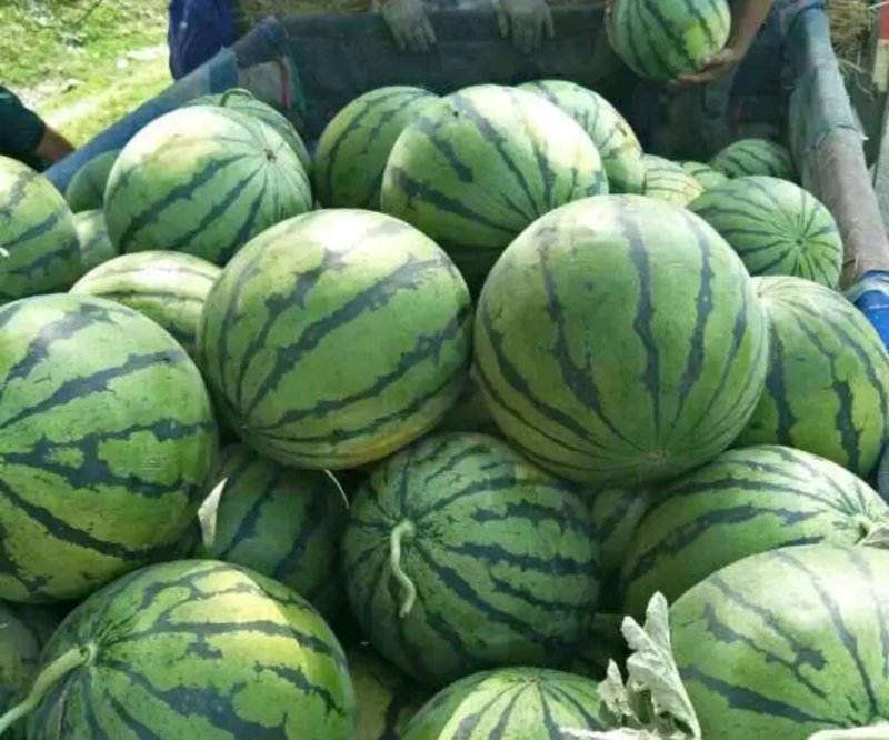 你有你的甜王西瓜销路我有大量的货源不如合作一把干就完了