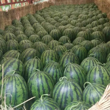 你有你的甜王西瓜销路我有大量的货源不如合作一把干就完了