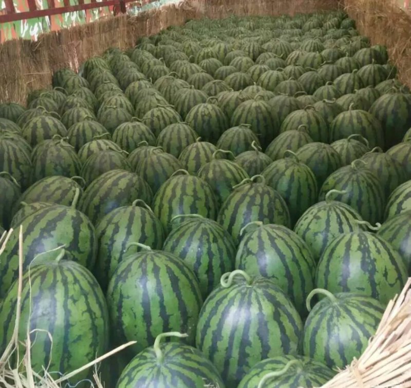 你有你的甜王西瓜销路我有大量的货源不如合作一把干就完了