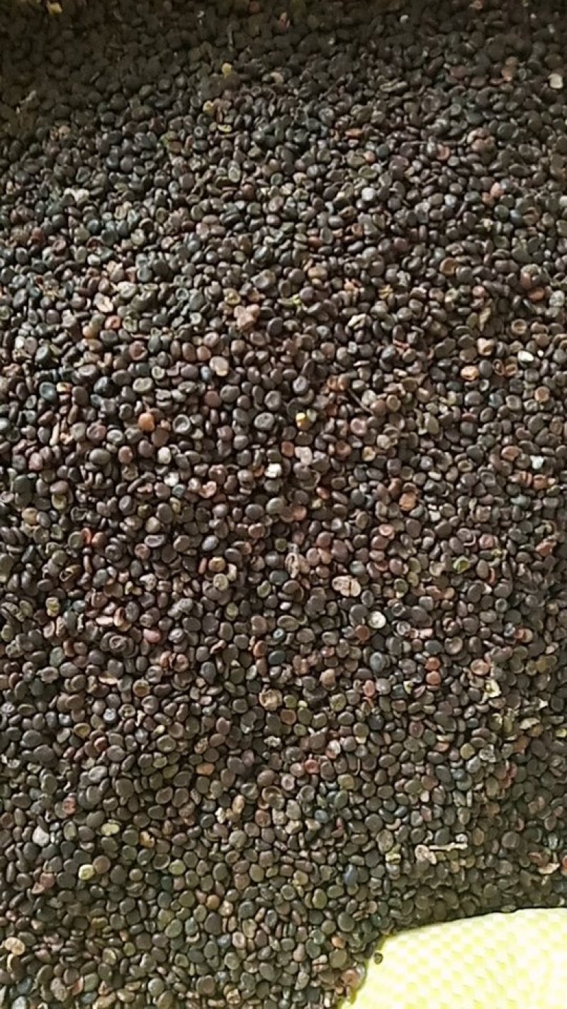 黄芪种子