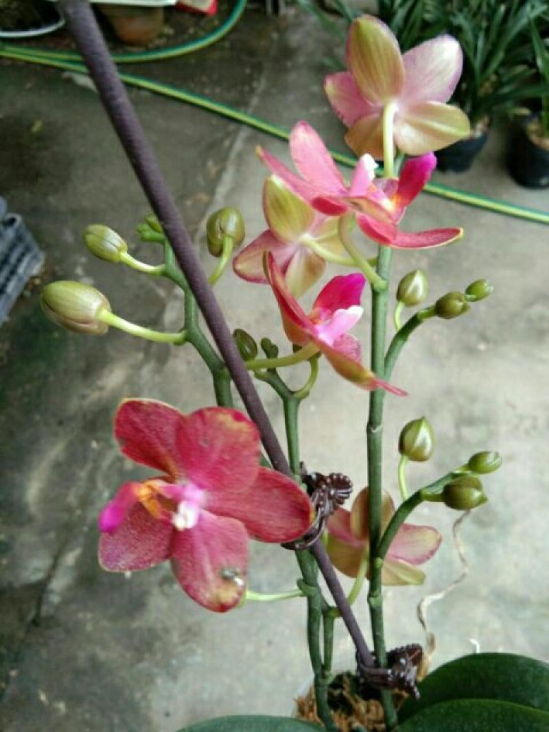 漂亮的建兰红草