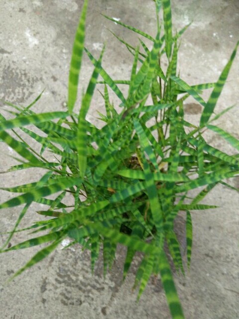 漂亮的建兰红草