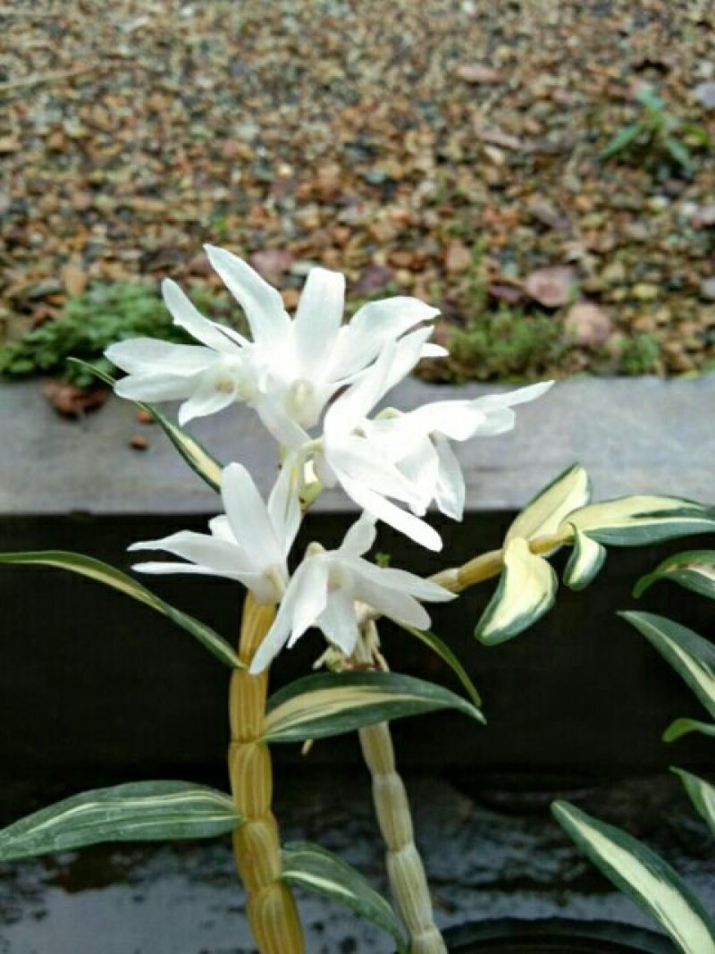 漂亮的建兰红草