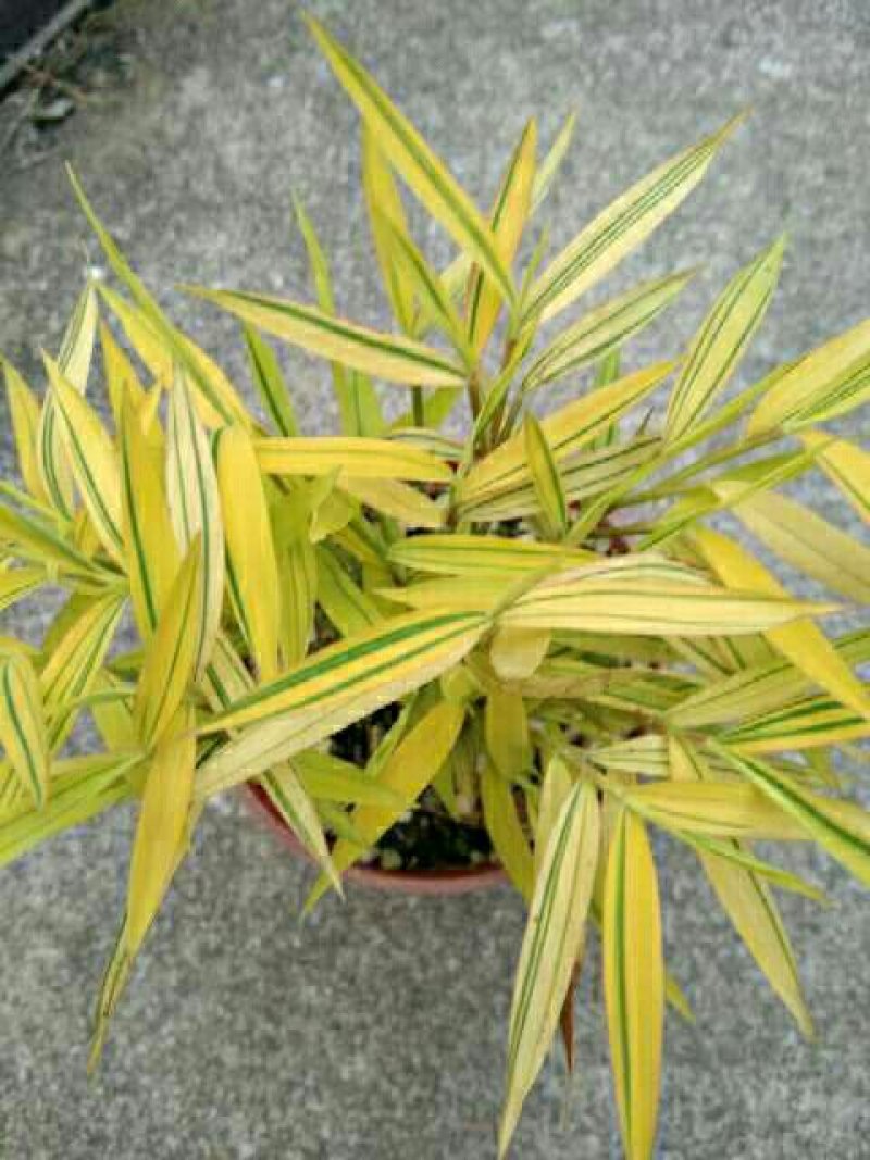 漂亮的建兰红草