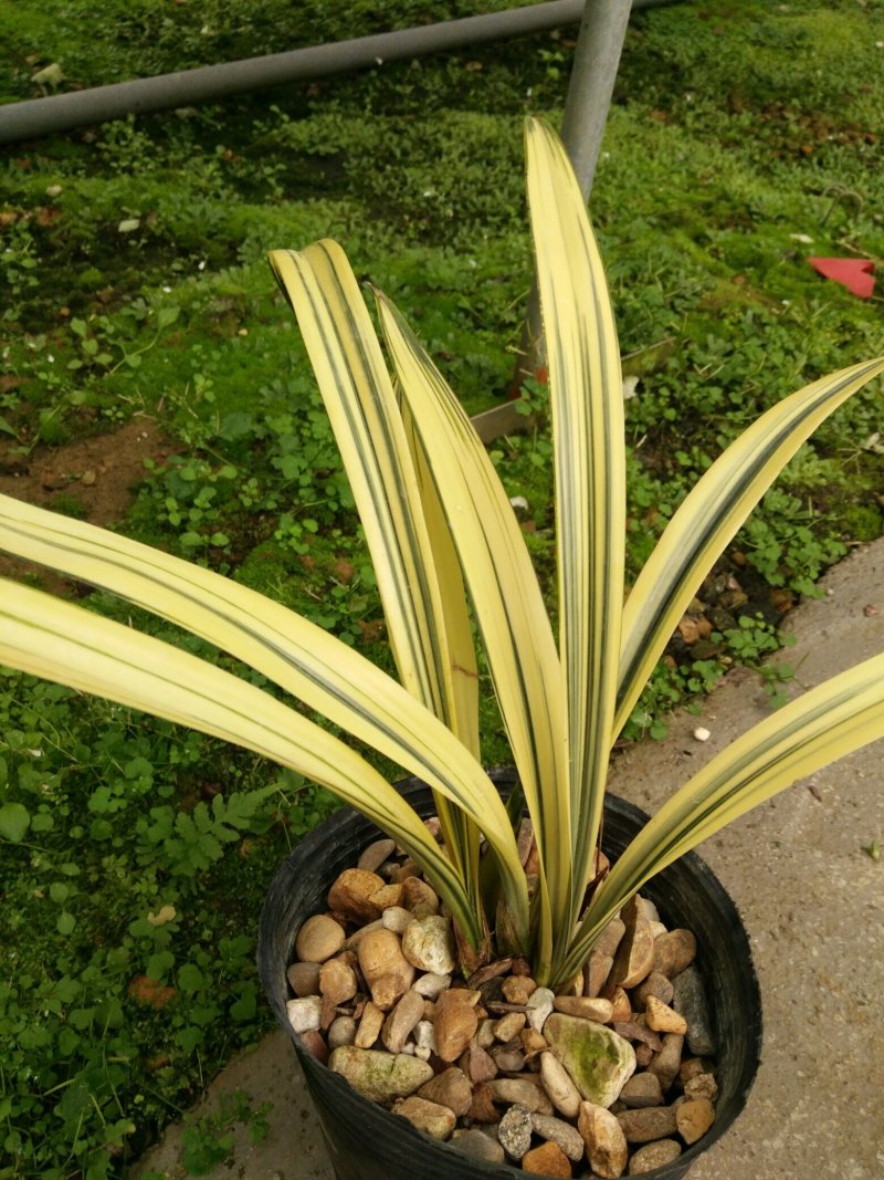 漂亮的建兰红草