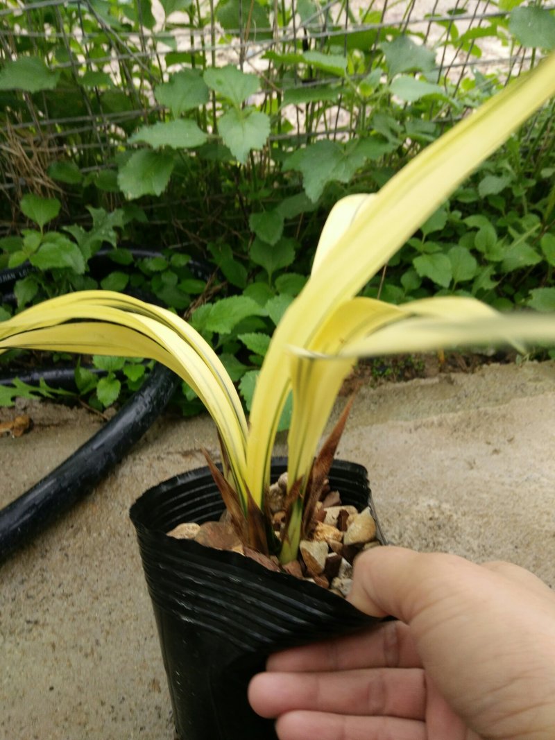 漂亮的建兰红草