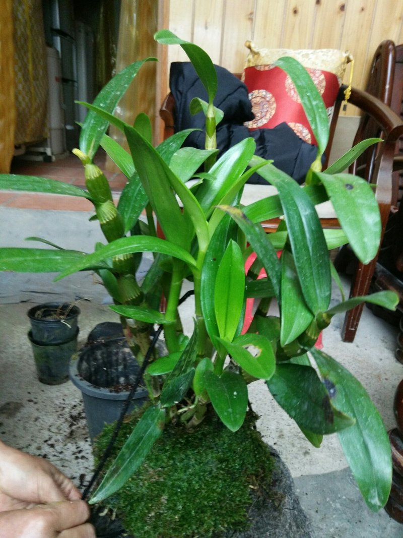 漂亮的建兰红草