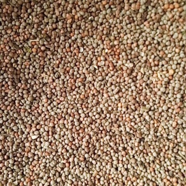 苏子