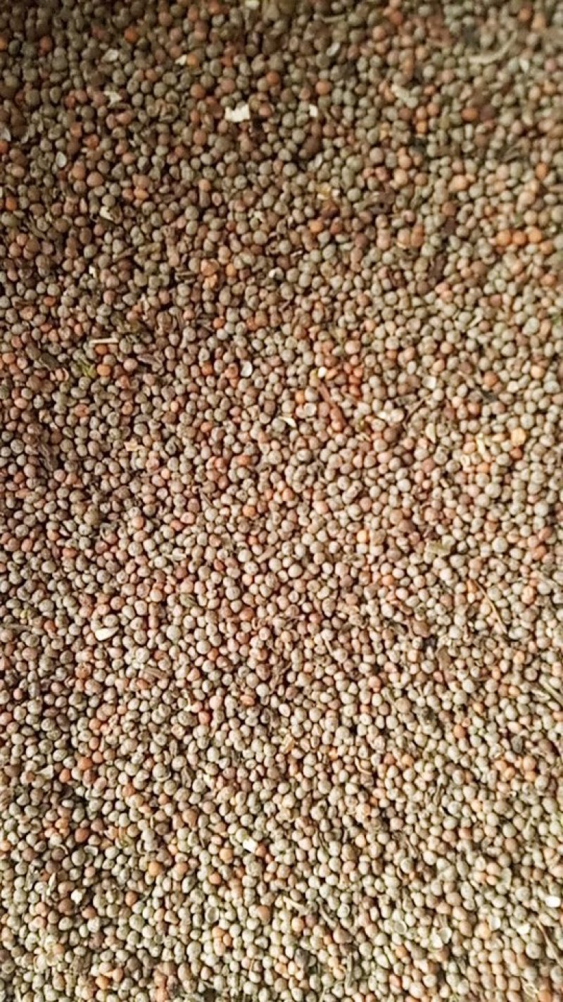 苏子