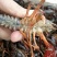 盱眙小龙虾大青789规格青虾