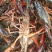 盱眙小龙虾大青789规格青虾