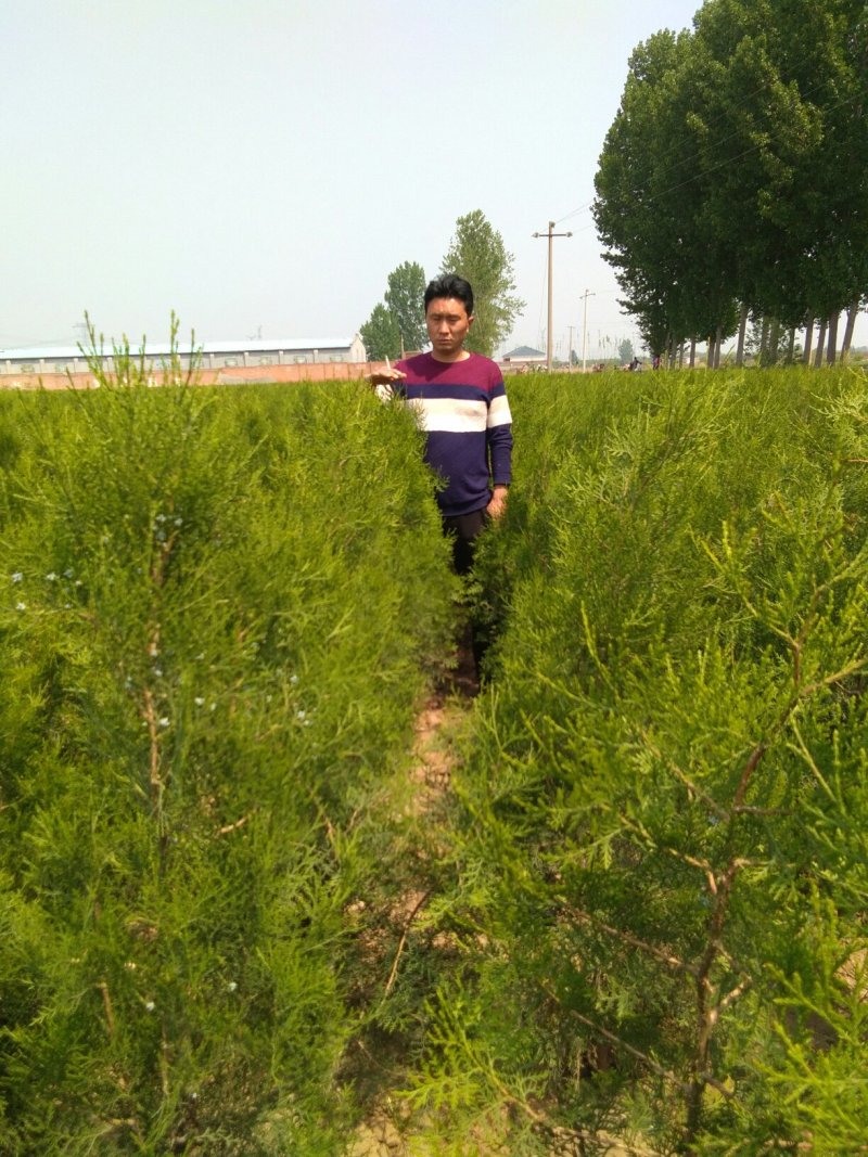 一米五左右的侧柏