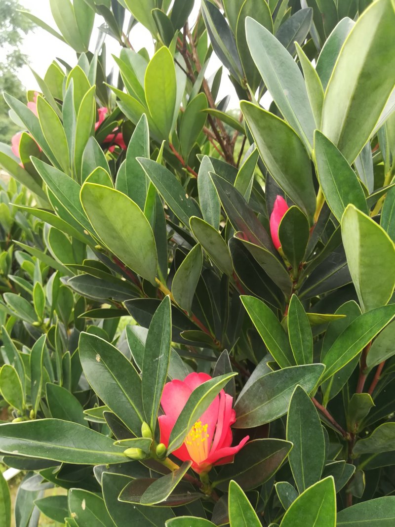 茶花嫁接苗四季茶花四季开花不断