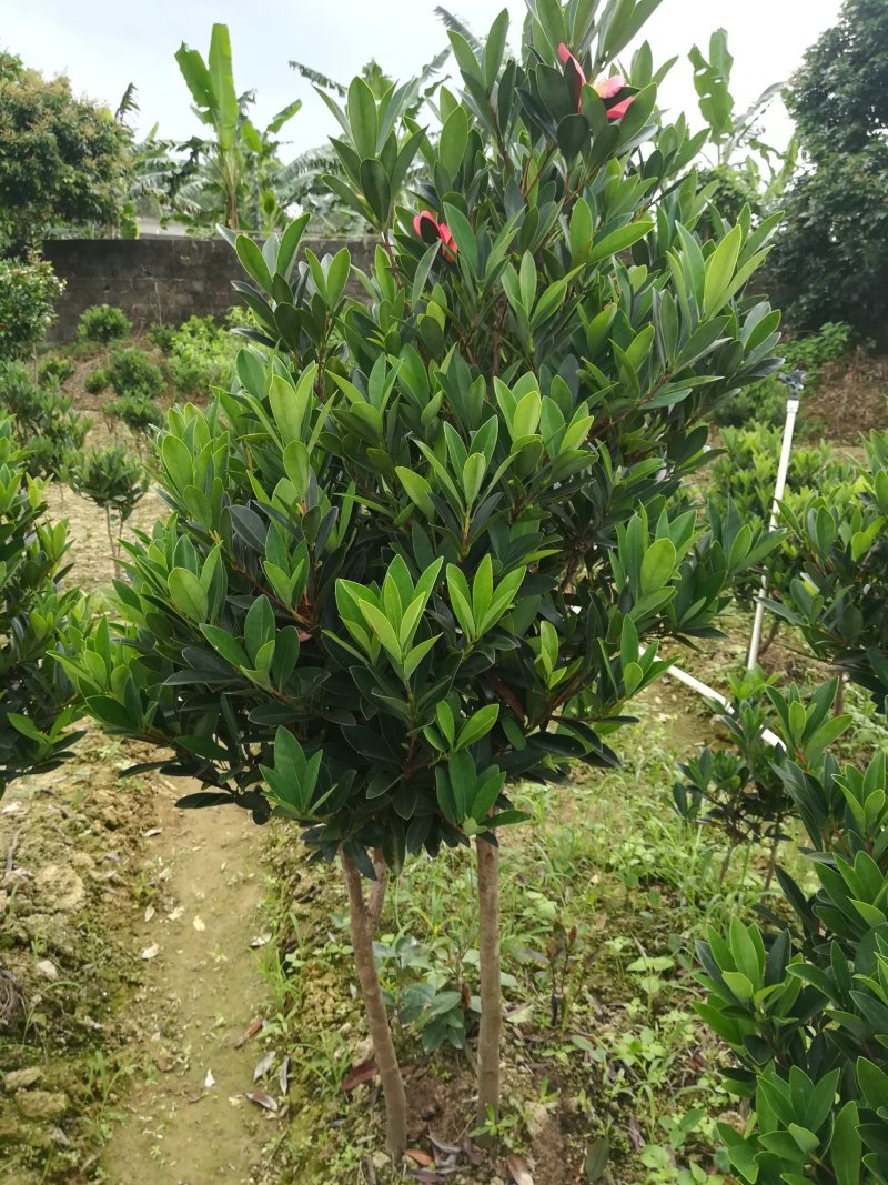 茶花嫁接苗四季茶花四季开花不断