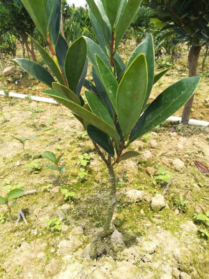 茶花嫁接苗四季茶花四季开花不断