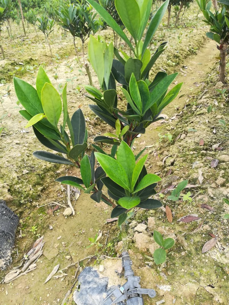 茶花嫁接苗四季茶花四季开花不断