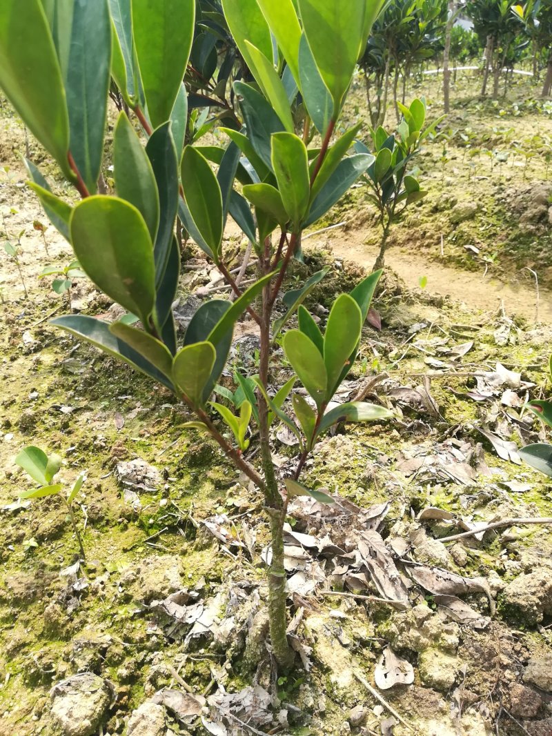 茶花嫁接苗四季茶花四季开花不断