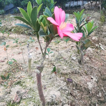 茶花嫁接苗四季茶花四季开花不断