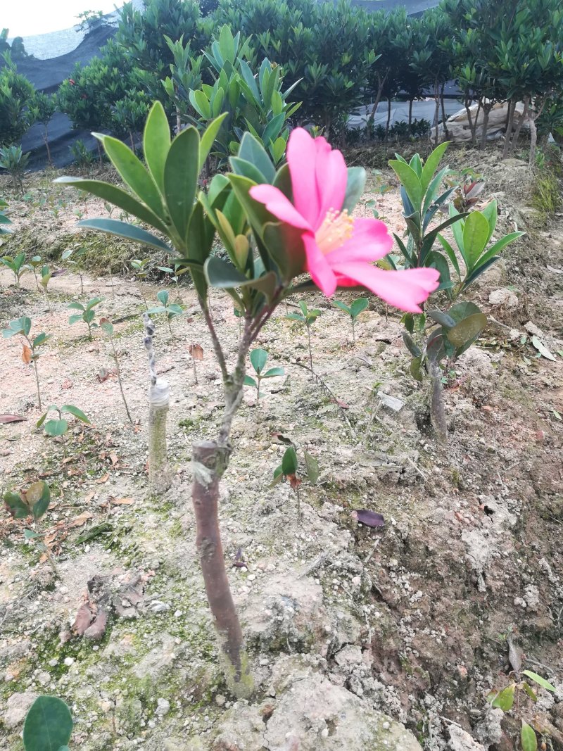 茶花嫁接苗四季茶花四季开花不断