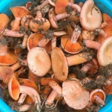 野生重阳菇(红)乌丛菌