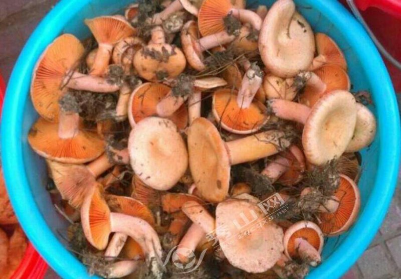 野生重阳菇(红)乌丛菌