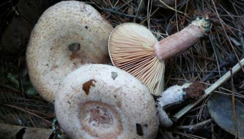 野生重阳菇(红)乌丛菌