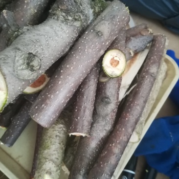 臭椿树枝野生新鲜切段有皮椿枝中药材