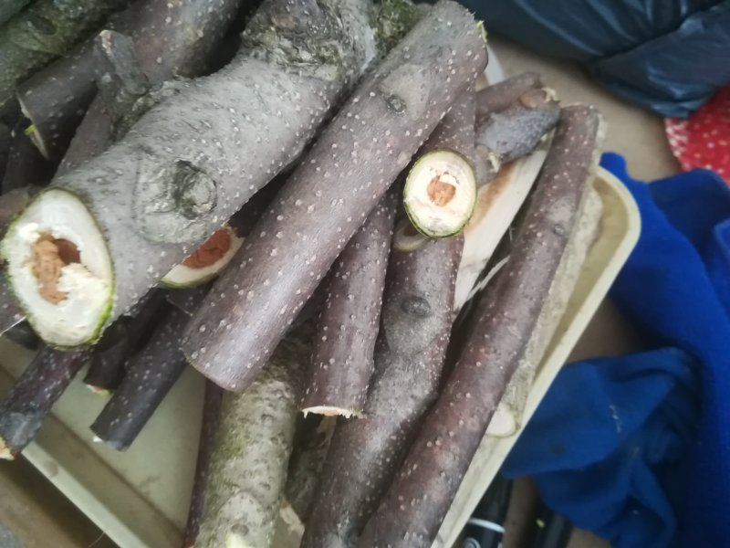 臭椿树枝野生新鲜切段有皮椿枝中药材